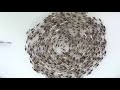 Reindeer Stampede Creates Hypnotic Cyclone In Russia