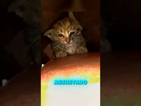 Você não vai acreditar no que encontraram na base desse poste 🆘