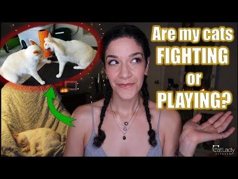 Are my cats PLAYING or FIGHTING? (How to tell the difference, prevent conflict & break up a fight)