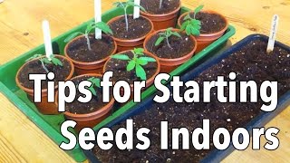 Top Tips for Starting Seeds Indoors
