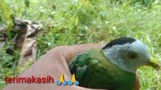 Download lagu mikat burung walik kembang!!setelah hujan mp3