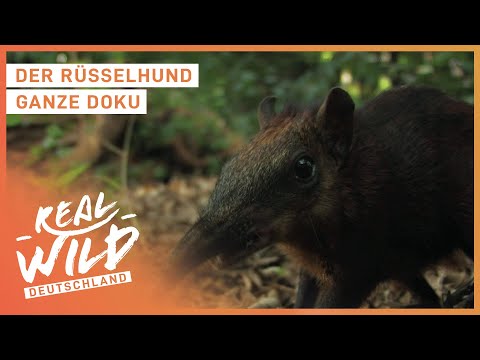 The rarest animal in the world? | Animal documentary