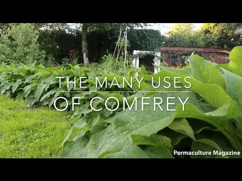 The Many Uses of Comfrey