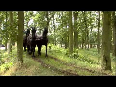 Das Friesische Pferd