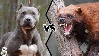 PITBULL VS WOLVERINE - What If They Would Fight?