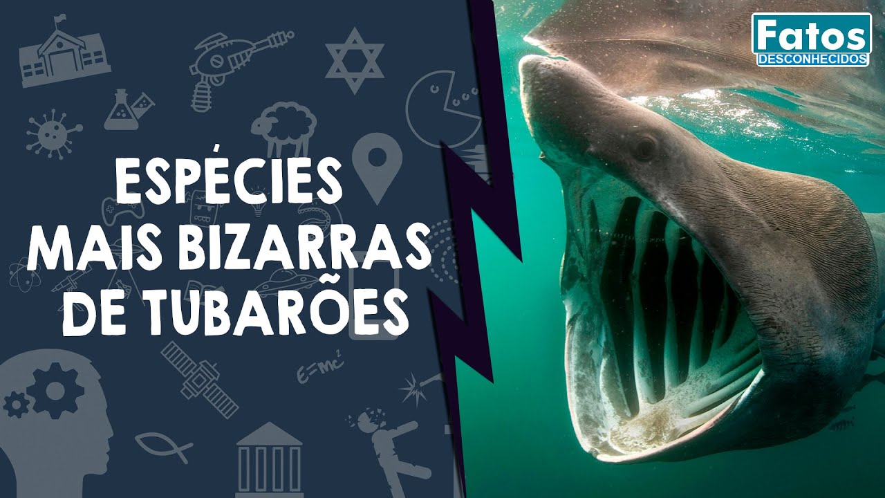 Descoberta inédita: cientistas encontram primeiro caso de leucismo em tubarão raro Descoberta inédita: cientistas encontram primeiro caso de leucismo em tubarão raro