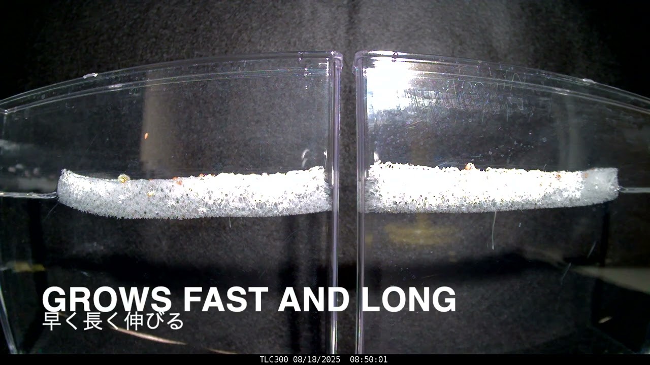 玉ねぎの発芽実験