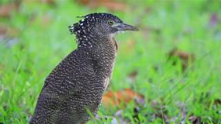 [問題] 外接麥克風變收音機