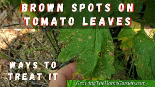 Brown Spots on Tomato Leaves? Leaves Turning Yellow? It Might be This!