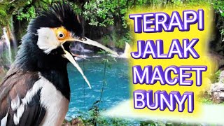 Download lagu suara jalak suren gacor || AMPUH untuk terapi jalak macet bunyi & malas bunyi . mp3 Download lagu suara jalak suren gacor || AMPUH untuk terapi jalak macet bunyi & malas bunyi . mp3