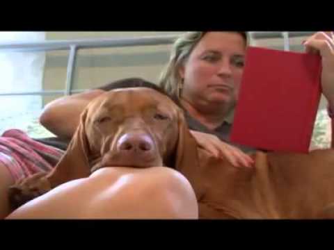 Pet4you.gr: Dogs Vizsla - Βιζλα