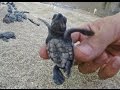 How to save Baby Turtles @ Bali Sea Turtle ...