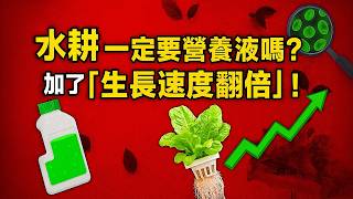 水耕不加營養液也能長，但加了「生長速度翻倍」！