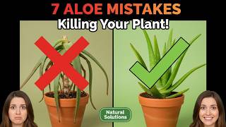 7 Aloe Vera Care Mistakes Killing Your Healing Plant