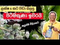 පිටිමකුනො මයිටාවො කොරොපොතු කෘමියො ඔක
