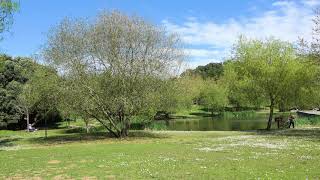 Park Trees free stock footage - stock footage - stock video - royalty free background video hd