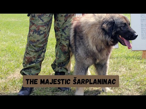 The Majestic Šarplaninac