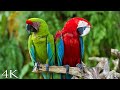 4K Breathtaking Colorful Birds Of The Rainforest 2 Wildlife Nature Film Jungle Sounds 90 Minutes