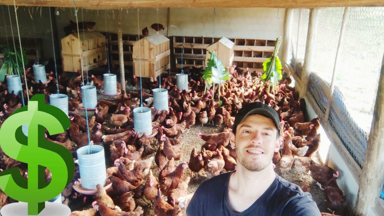 LUCRO COM 300 GALINHAS EMBRAPA 051 📉💰🐓