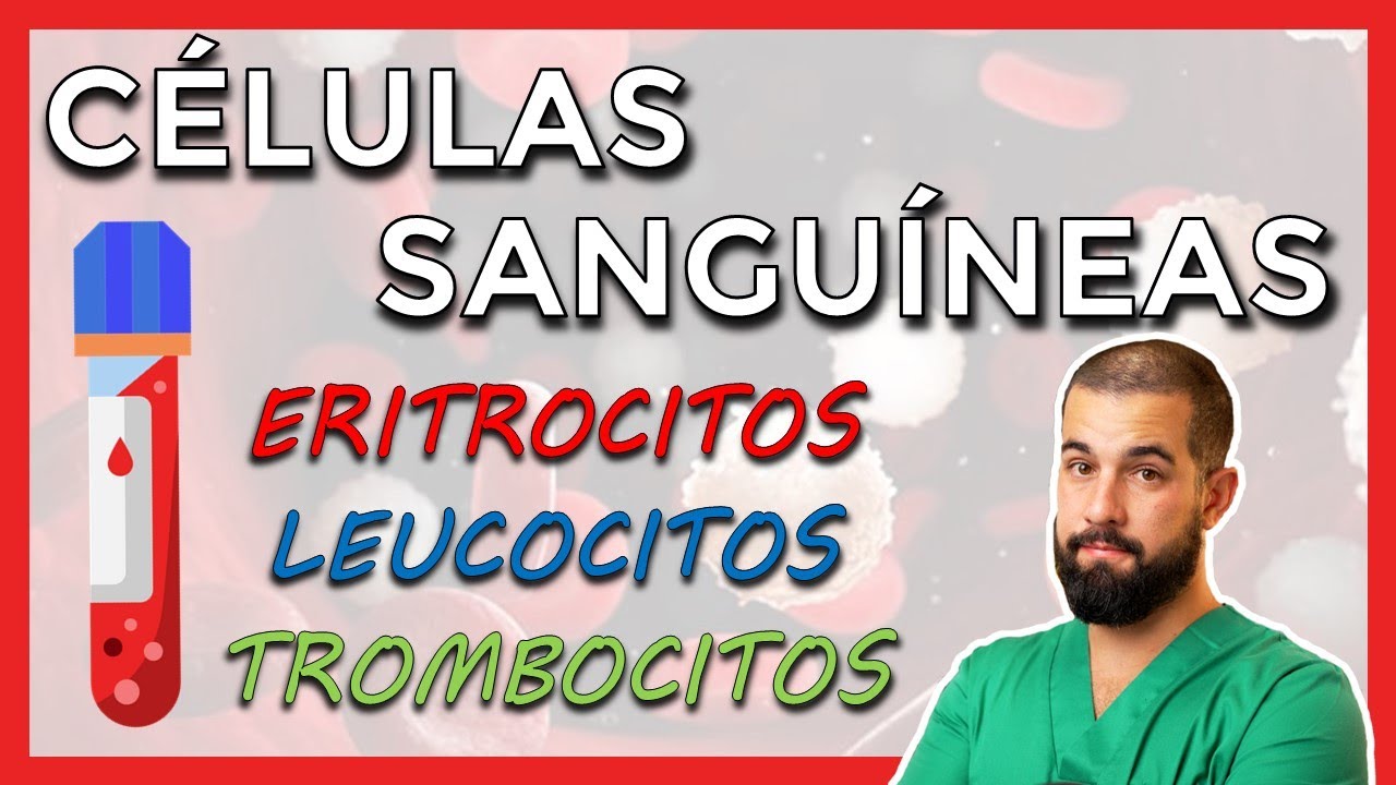 CÉLULAS SANGUÍNEAS – Generalidades – Elementos formes: ERITROCITOS, LEUCOCITOS, PLAQUETAS
