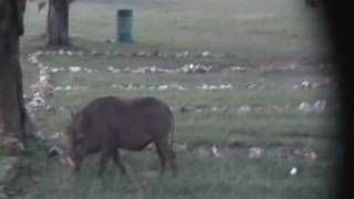 preview picture of video 'Close encounter of the Warthog kind'