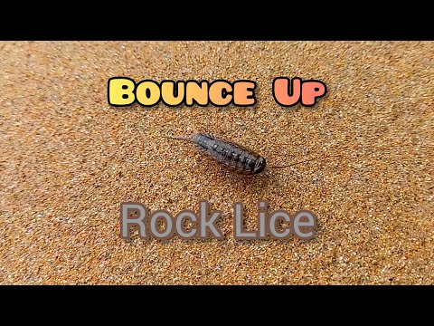 Wharf Louse (Ligia exotica) #trinidadandtobago #wildlife