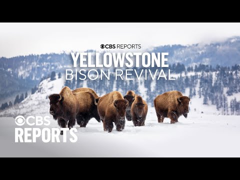 Yellowstone Bison Revival | CBS Reports
