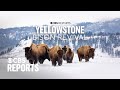 Yellowstone Bison Revival CBS Reports