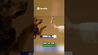 Renting With Pets  Pros and Cons You NEED to Know