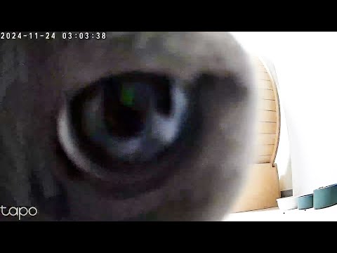 감시당하고 있다는 걸 알아버린 고양이