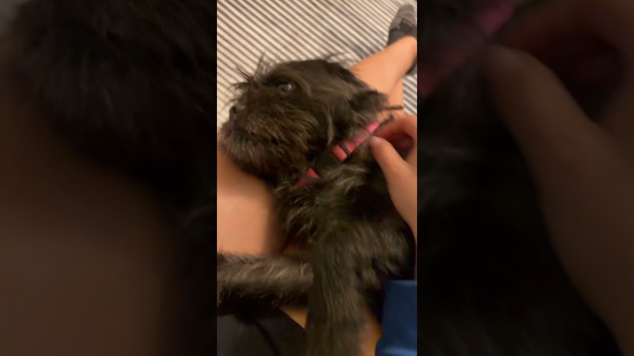 Enlarge Rumi! Sweet and cuddly! , an adoption pending mixed breed in Cambridge, MA video 5/6