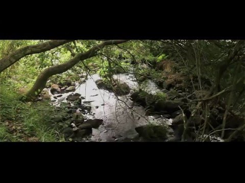 Paisajes Sonoros - Verano en los Bosques Gallegos