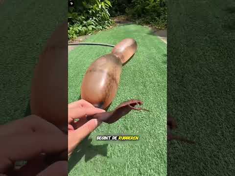 :🐍 Rubber Snake Explosion!