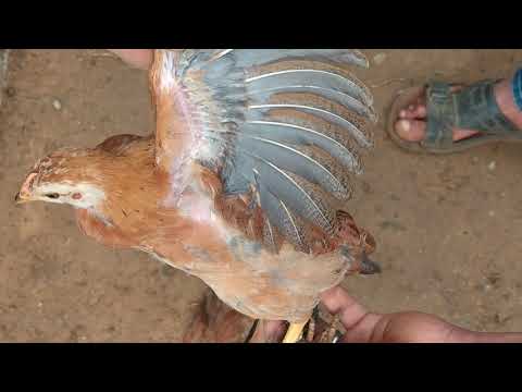 , title : 'تربية الدجاج البلدي.مع كيفية التفريق بين الدكر والأنتى لصيصان الدجاج'