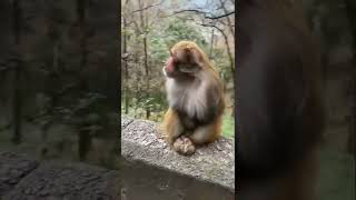 Download lagu oo antava oo oo antava pushpa song lyrics#shorts mp3 Download lagu oo antava oo oo antava pushpa song lyrics#shorts mp3