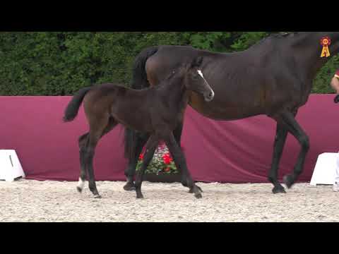 Fohlenmarkt Fronhofen -  KN 7 Hickstead White - Sandro