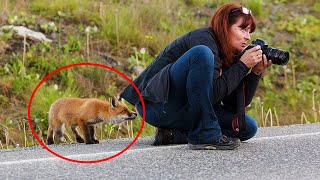 Funny Animal Videos 😂 Hilarious Foxes That Will Make You Laugh Out Loud And Find Peace 😂