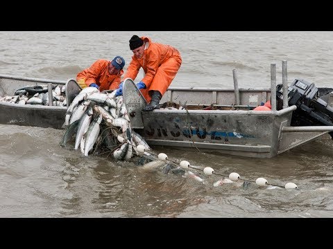 Everyone should watch this Fishermen's video - Most Satisfying Big Catch Fishing With Net long