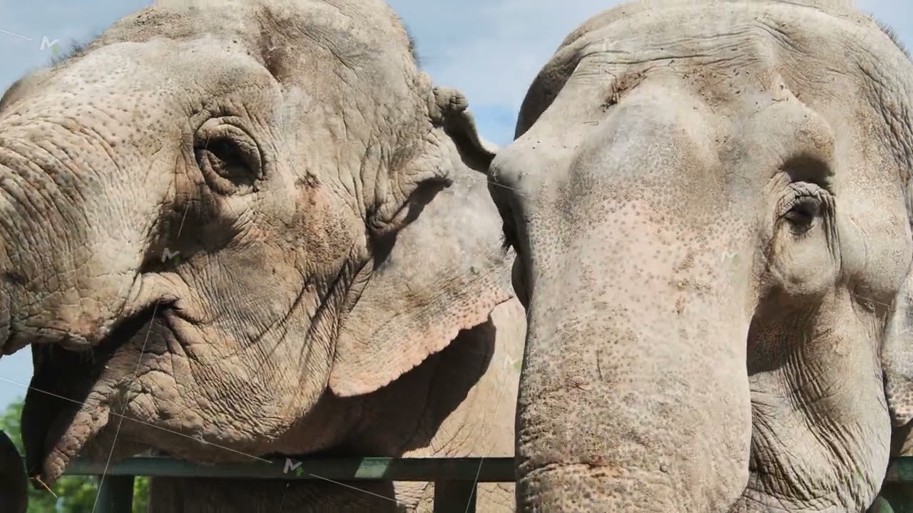 Two elephants standing close to each other near a fence in a zoo enclosure, possibly interacting or