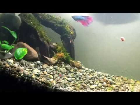 Betta and Neon Tetra in 10-gallon tank (peaceful!)