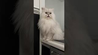 可愛すぎるペルシャ猫の女の子ななちゃんです