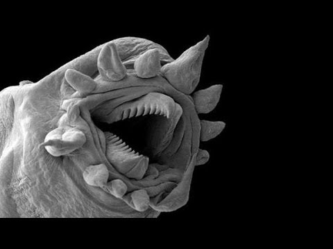 Siccome la larva di un verme di una fotografia guarda I vermi con quello che è teso