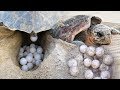 sea turtle laying eggs on beach at night !