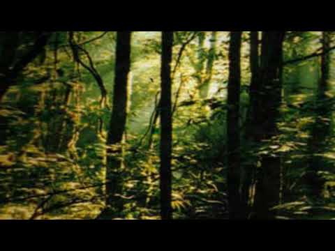 SINGING WITH NATURE:Music Compose By Sanjeewa Paranamana( Experimental Music ,Contemporary Music)