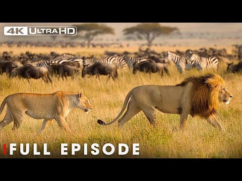 Apex Predators in the Animal Kingdom | 4K Wildlife Scenes | Nature Animal Documentary