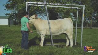 Show Cattle: How to Tie a Calf in a Chute