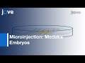 Microinjection Medaka Embryos Use As Model Genetic Organism L Protocol Preview