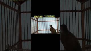 Download lagu pancingan kapas tembak yg malas bunyi. sekali putar langsung nyaut mp3 Download lagu pancingan kapas tembak yg malas bunyi. sekali putar langsung nyaut mp3