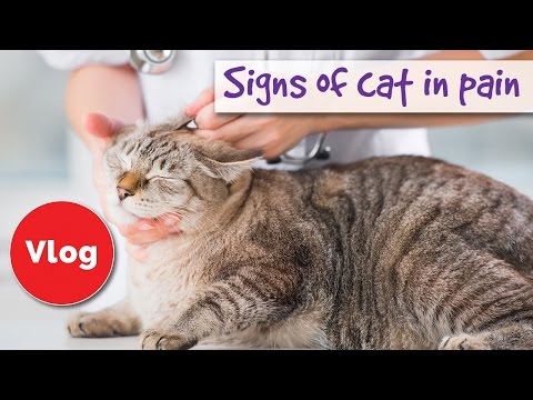 How to tell if your cat is pain signs of cat in pain - YouTube
