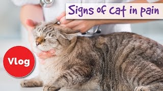 How to tell if your cat is pain 😿 signs of cat in pain 😿